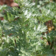 Artemisia absinthium Mioulane NewsJardinTV 62135487