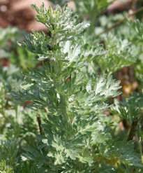 Artemisia absinthium Mioulane NewsJardinTV 62135487