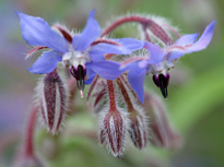 Borago officinalis Mioulane MAP NPM 080818118