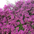 Bougainvillier Mioulane MAP NPM 850274023