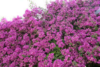 Bougainvillier Mioulane MAP NPM 850274023