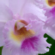 Cattleya Mioulane MAP NPM 850369150