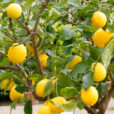 Citronnier Osbeck Mioulane MAP NPM 719510849
