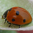 Coccinelle Mioulane NewsJardinTV 28286446