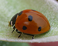 Coccinelle Mioulane NewsJardinTV 28286446