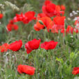 Coquelicot Mioulane MAP NPM 850312298