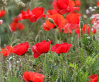 Coquelicot Mioulane MAP NPM 850312298