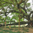 Ficus religiosa Mioulane MAP 0001592