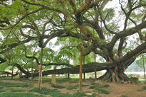 Ficus religiosa Mioulane MAP 0001592
