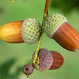 Gland Mioulane NewsJardinTV IMG 5901