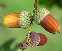 Gland Mioulane NewsJardinTV IMG 5901
