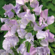 LATHYRUS ODORATUS Ballerina Blue Flora