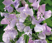 LATHYRUS ODORATUS Ballerina Blue Flora