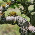 Lichen Mioulane MAP NPM 080709204