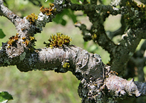 Lichen Mioulane MAP NPM 080709204