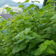 Renouee Japon Mioulane MAP NPM 2307515845
