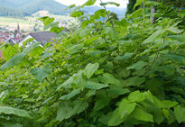Renouee Japon Mioulane MAP NPM 2307515845