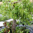 Vigne Potager Mioulane MAP NPM 84969235