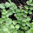sanguisorba minor pimprenelle Flora