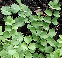 sanguisorba minor pimprenelle Flora