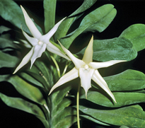 Angraecum sesquipedale Mioulane MAP NPM GIP0107442