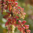 Berberis wilsoniae MAP ADE 071001090