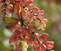 Berberis wilsoniae MAP ADE 071001090