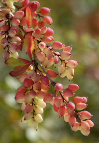 Berberis wilsoniae MAP ADE 071001090