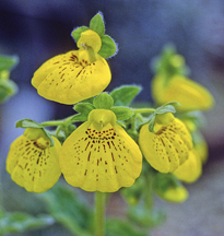 Calceolaria crenatiflora MAP ADE GIP131029064
