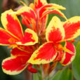 Canna Lucifer Mioulane MAP NPM 719515745