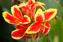 Canna Lucifer Mioulane MAP NPM 719515745