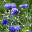 Centaurea cyanus Bleuet Mioulane NPM 850407553