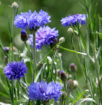 Centaurea cyanus Bleuet Mioulane NPM 850407553