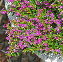 Cuphea hyssopifolia Mioulane NewsJardinTV 19762468