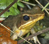 Grenouille Mioulane MAP 0004443