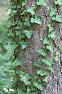 Hedera helix Mioulane MAP NPM 850274056