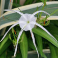 Hymenocallis littoralis Mioulane NewsJardinTV XY7S7748
