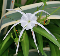 Hymenocallis littoralis Mioulane NewsJardinTV XY7S7748