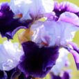 Iris Mioulane MAP NPM 914373439