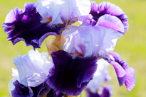 Iris Mioulane MAP NPM 914373439