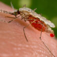 Moustique Anopheles stephensi