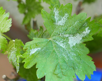 Oidium Vigne Mioulane MAP NPM 2307515288