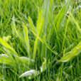 Plantago lanceolata Mioulane MAP NPM 90290791