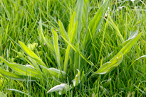 Plantago lanceolata Mioulane MAP NPM 90290791