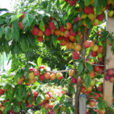 Prunier Etai Flora
