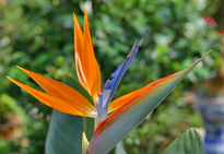 Strelitzia reginae Mioulane MAP 00010471