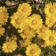 Tussilago farfara MAP PNI GIP0074086