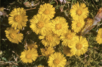 Tussilago farfara MAP PNI GIP0074086