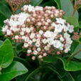 Viburnum tinus Mioulane NPM 850330116
