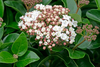 Viburnum tinus Mioulane NPM 850330116